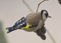 Goldfinch5.jpg