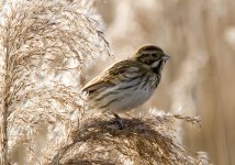 ReedBunting2.jpg