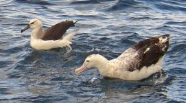 Albatrosses8260078.jpg