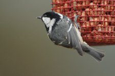 046_CoalTit.jpg