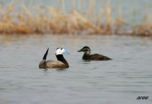 White-headed Stiff-tailed Duck.jpg