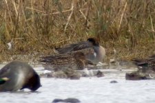 Green-winged Teal  101026 DSCN3382.jpg