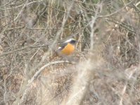 Daurian Redstart.jpg