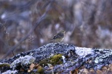 133 - A Warbler type bird at Lookout Rock II.jpg