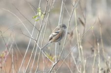 Long-tailed Rosefinch.jpg