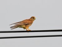 IMG_8055_Common Kestrel.jpg