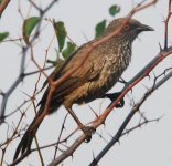 Arrow Marked Babbler.jpg