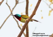 Fork-tailed Sunbird.jpg