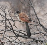 Burchell's Coucal.jpg