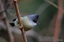 Black-chiined Yuhina s.jpg