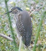 Green backed Heron.jpg