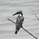 Pied Kingfisher.jpg