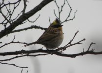 Yellow-throated Bunting.jpg