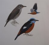 Birds of Central Asia Blue-capped Rock-Thrush.jpg