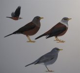 Birds of Central Asia Chestnut & Tickell's Thrushes.jpg