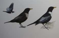 Birds of Central Asia Ring Ouzel ssp amicorum.jpg