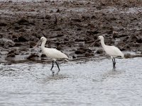 IMG_8744_2 Spoonbills.jpg