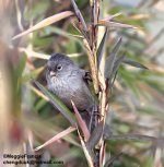 Grey hooded parrotbill 700.jpg