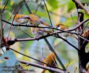 Golden Parrotbill 700.jpg