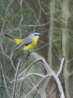 Eastern Yellow Robin s.jpg