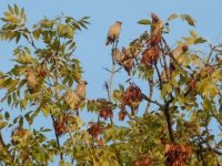 Waxwings Clare Close off Waterloo Road Norwich 27 Oct 2010.jpg