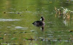 JAY_1093 Tufted Duck.jpg