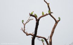 JAY_0561 Long-tailed Parakeet.jpg