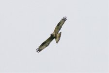 Rough-legged Buzzard 101028 IMGP0773.jpg