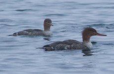 merganser-1.jpg