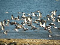 Common Shelducks 33.jpg