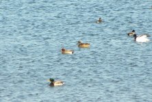 Eurasian Wigeon 454.jpg