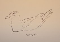 Herring Gull.jpg