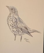 mistle Thrush.jpg