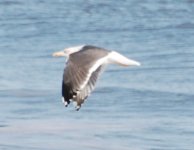 LBBG-flying Chincoteague Nov2010.jpg