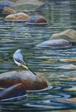 Grey Wagtail.1.jpg