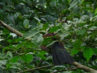 Green_Billed_Coucal_Kithulgala_160710.jpg