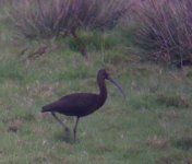 Glossy Ibis 2.jpg