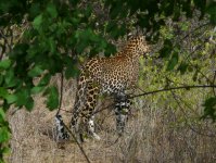 Leopard_Yala_200710a.jpg