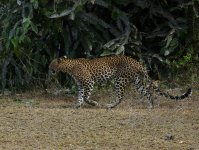 Leopard_Yala_200710b.jpg