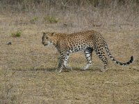 Leopard_Yala_200710c.jpg