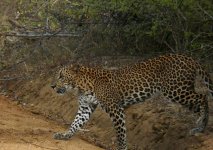 Leopard_Yala_200710d.jpg