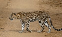 Leopard_Yala_200710e.jpg