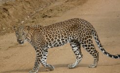 Leopard_Yala_200710f.jpg