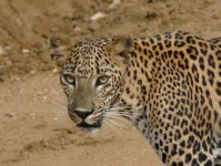 Leopard_Yala_200710g.jpg