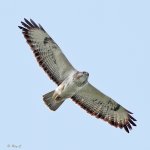 buzzard1.jpg