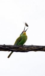 Blue-cheeked-Bee-eater-2.jpg