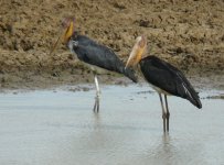 Lesser_Adjutant_Yala_200710a.jpg