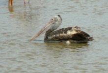 Spot_Billed_Pelican_Yala_200710a.jpg