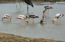 Painted_Stork_Yala_200710a.jpg