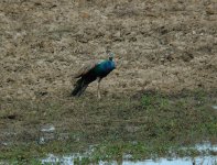 Indian_Peafowl_Yala_200710a.jpg